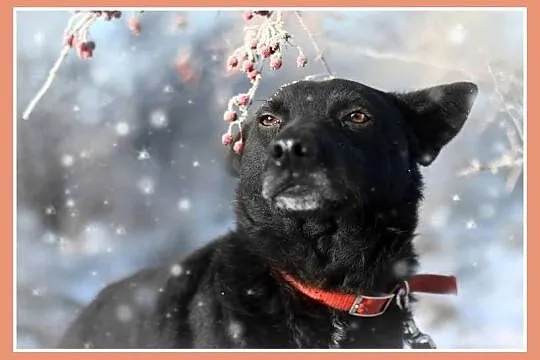 18 kg, 2 lata, przyjazny,towarzyski piesek BARON_Adopcja