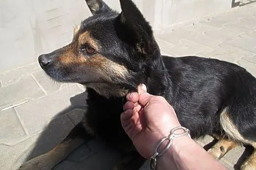 Mała sunia 9 kg , ma  około 6 lat,  mazowieckie Wa