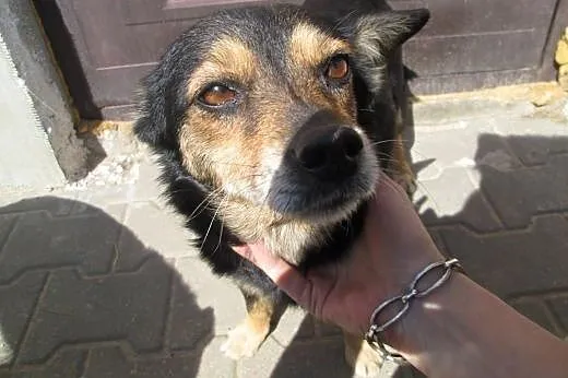 Mała sunia 9 kg , ma  około 6 lat,  mazowieckie Wa