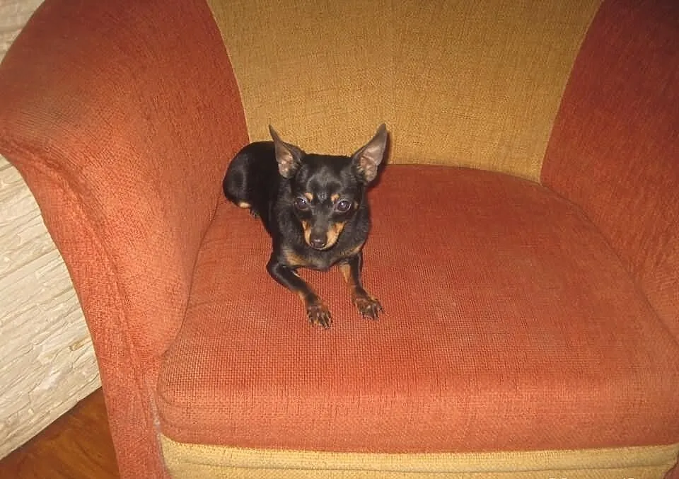Chihuahua Piesek krótkowłosy