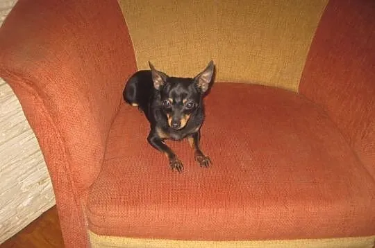 Chihuahua Piesek krótkowłosy