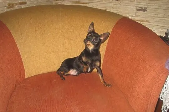 Chihuahua Piesek krótkowłosy