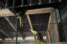 Modrolotka kozia samiec