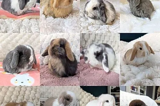 Króliki miniaturki mini lop małe karzełki baranki, Małopolskie, Kraków