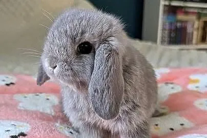 Króliki miniaturki mini lop małe karzełki baranki, Małopolskie, Kraków