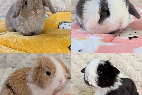 Króliki miniaturki mini lop małe karzełki baranki, Małopolskie, Kraków