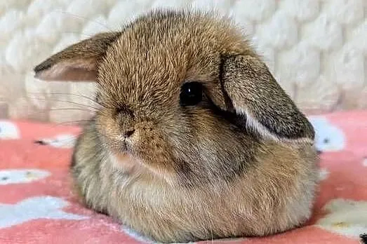 Króliki miniaturki mini lop małe karzełki baranki, Małopolskie, Kraków
