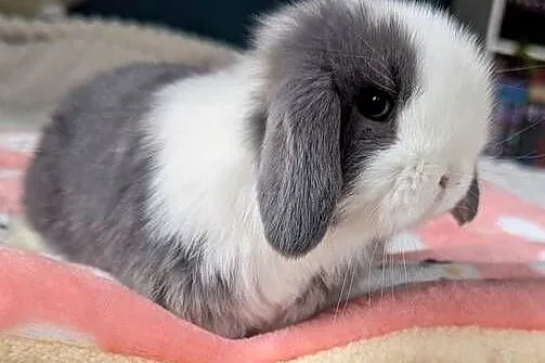 Króliki miniaturki mini lop małe karzełki baranki, Małopolskie, Kraków