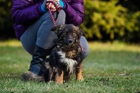 Pandora, nieduża, delikatna sunia PILNIE szuka koc