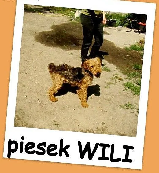 Młody piesek WILI rasy welsh terrier,radosny,łagod