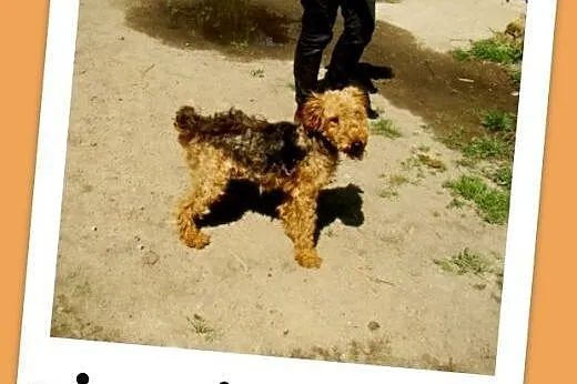Młody piesek WILI rasy welsh terrier,radosny,łagod