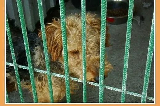 Młody piesek WILI rasy welsh terrier,radosny,łagod