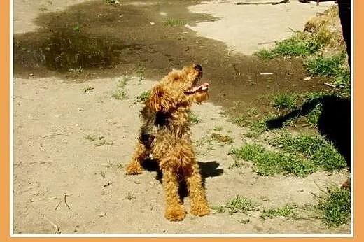 Młody piesek WILI rasy welsh terrier,radosny,łagod