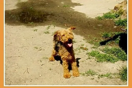 Młody piesek WILI rasy welsh terrier,radosny,łagod