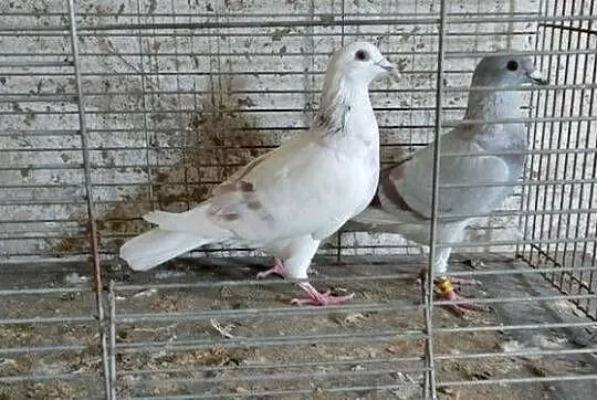 Sprzedam gołębie pocztowe 12 sztuk, Lubelskie, Tokarówka