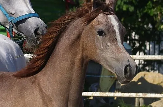 Ernestynka-klaczka arabska, , 