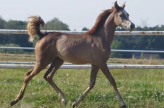 Ernestynka-klaczka arabska, , 