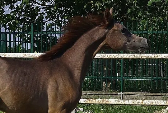 Ernestynka-klaczka arabska, , 