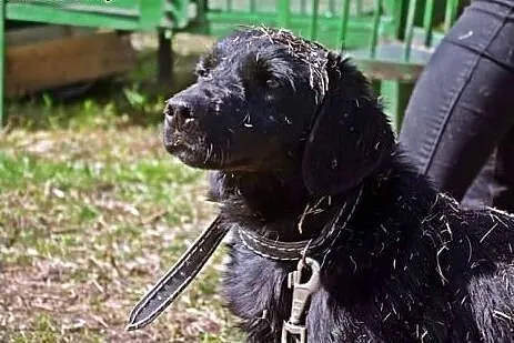 Przeuroczy Chouchou (Szuszu) do adopcji,  mazowieckie Żyrardów