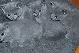 Koty, Kocięta Rosyjskie-Niebieskie z Rodowodami - , Gdynia