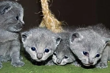 Koty, Kocięta Rosyjskie-Niebieskie z Rodowodami - 
