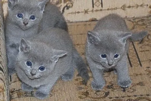 Koty, Kocięta Rosyjskie-Niebieskie z Rodowodami - 
