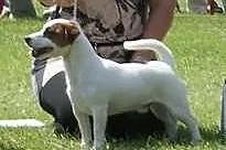 Jack Russell Terrier & Parson Russell terrier 