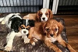 Cavalier king chals spaniel