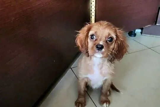 Cavalier king chals spaniel, Mazowieckie, Wolica