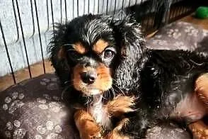 Cavalier king chals spaniel, Mazowieckie, Wolica