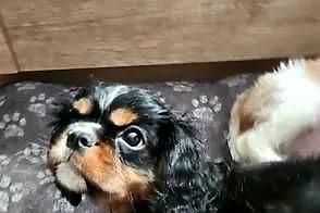 Cavalier king chals spaniel, Mazowieckie, Wolica
