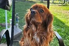 Cavalier king chals spaniel, Mazowieckie, Wolica
