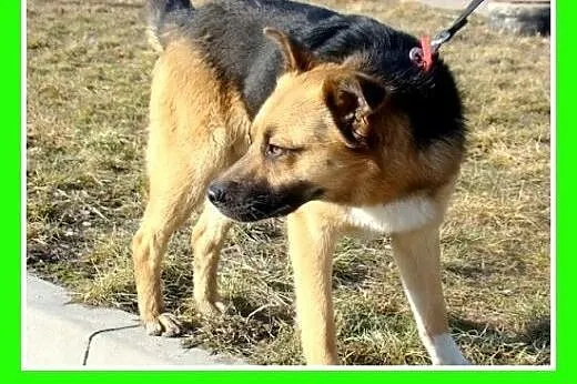 14 kg,przyjazny,łagodny,towarzyski,wesoły piesek E