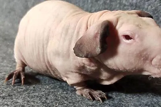 Świnka morska cavia skinny Baldwin US Teddy z hodowli, Śląskie, Dąbrowa Górnicza