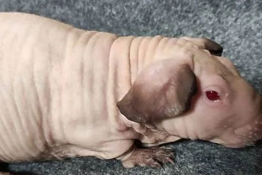 Świnka morska cavia skinny Baldwin US Teddy z hodowli, Śląskie, Dąbrowa Górnicza