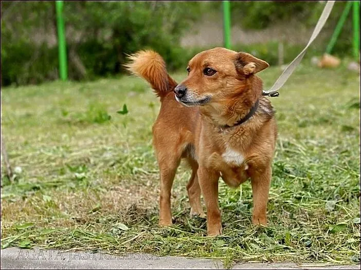Rocky - mały, rudy lisek :)