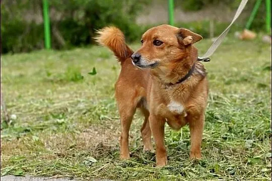 Rocky - mały, rudy lisek :)