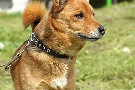 Rocky - mały, rudy lisek :)