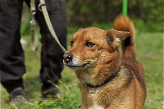 Rocky - mały, rudy lisek :)