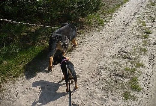 Nesti - 6 kg psiego szczęścia, małopolskie Kraków