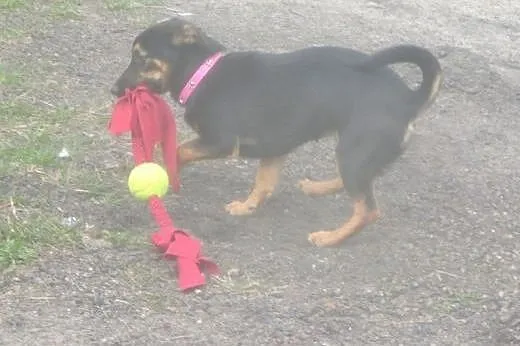 Nesti - 6 kg psiego szczęścia,  małopolskie Kraków