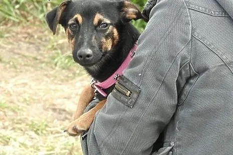 Nesti - 6 kg psiego szczęścia,  małopolskie Kraków