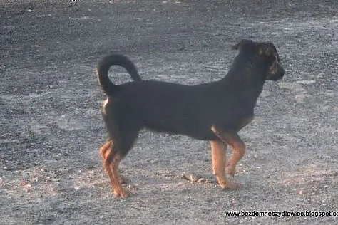 Nesti - 6 kg psiego szczęścia,  małopolskie Kraków