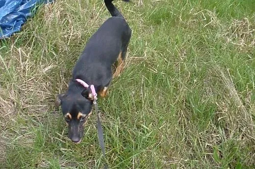 Nesti - 6 kg psiego szczęścia,  małopolskie Kraków