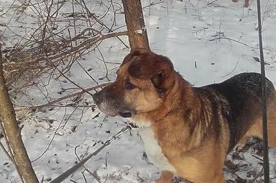Merlin marzy o własnym domku, Mazowieckie, Warszawa