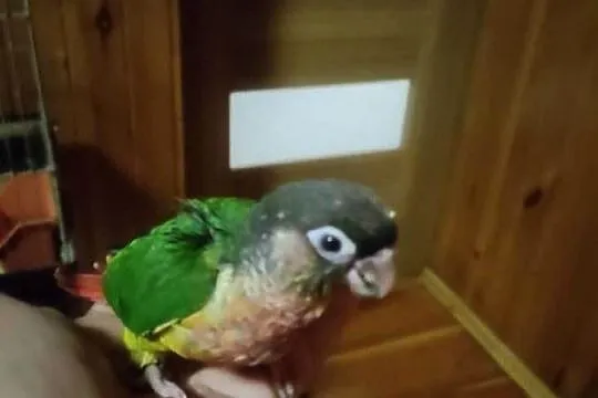 Rudosterki ręcznie karmione sprzedam