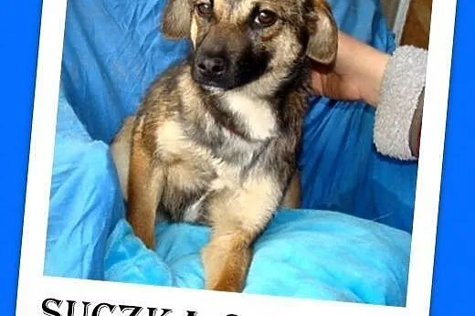 6 mies.szczeniak,suczka średnia,tulaśna,łagodna,we