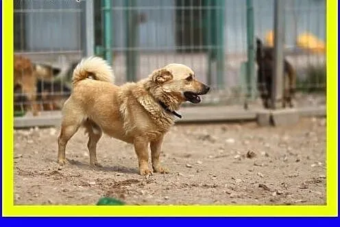 9kg,lubi towarzystwo innych psów,wesoły,średnio ak