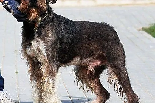 IWO - sznaucer jak malowany - przesympatyczny, do 