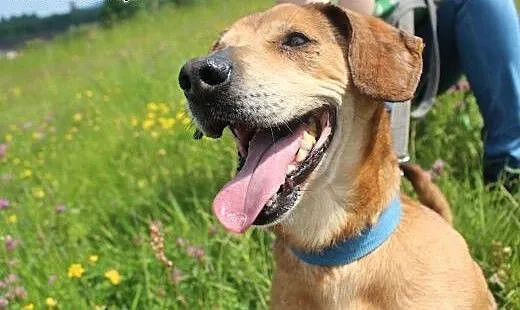 Rysiek - starszak do adopcji , opolskie Opole